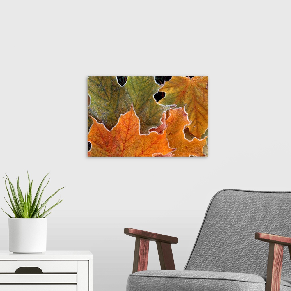 A modern room featuring Canvas art of warm toned autumn leaves outlined with cold frost.