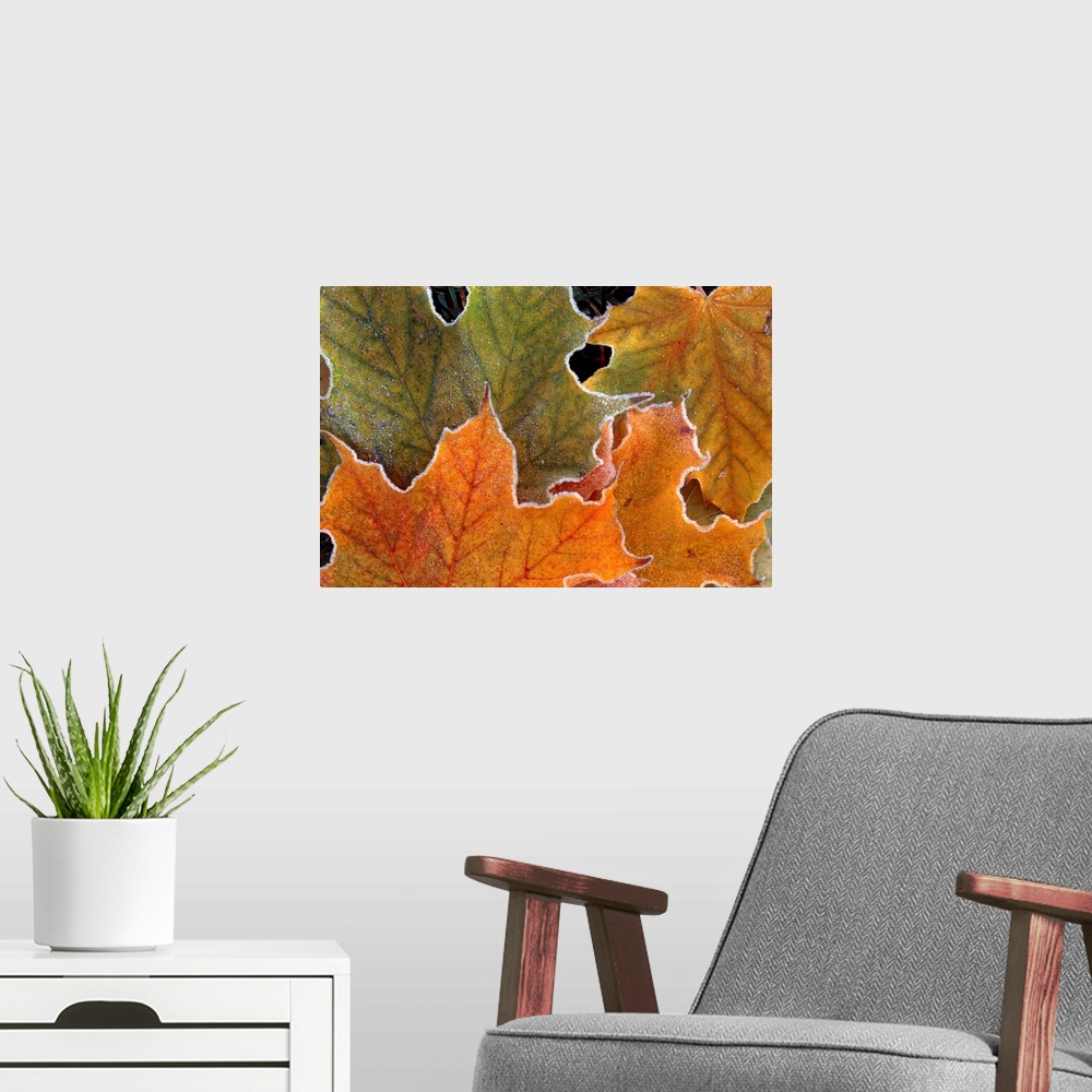 A modern room featuring Canvas art of warm toned autumn leaves outlined with cold frost.