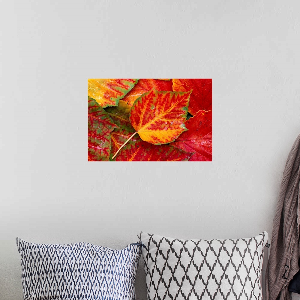 A bohemian room featuring Up close photograph of leaf collage.  The leaves are fall and autumn colored with veining details...