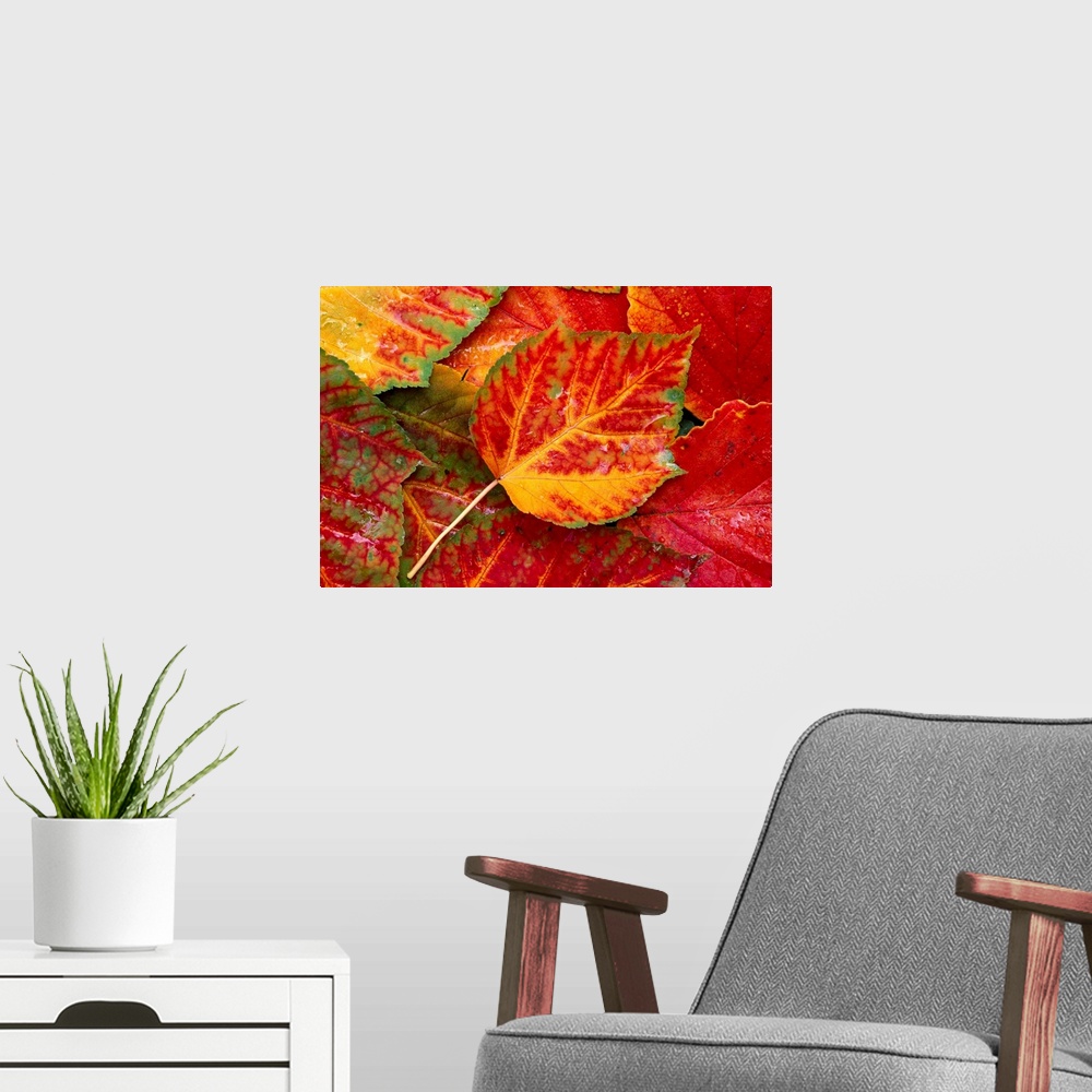 A modern room featuring Up close photograph of leaf collage.  The leaves are fall and autumn colored with veining details...