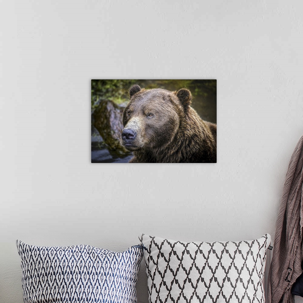 A bohemian room featuring Close-up portrait of a brown bear (Ursus arctos horribilis) at the Fortress of the Bear in Sitka,...