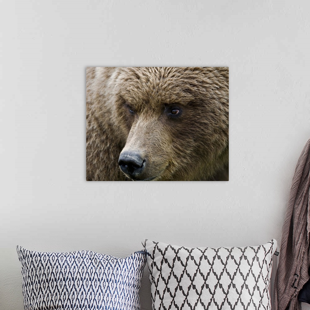 A bohemian room featuring Close up portrait of a Brown bear in Hallo Bay, Katmai National Park, Southwest Alaska
