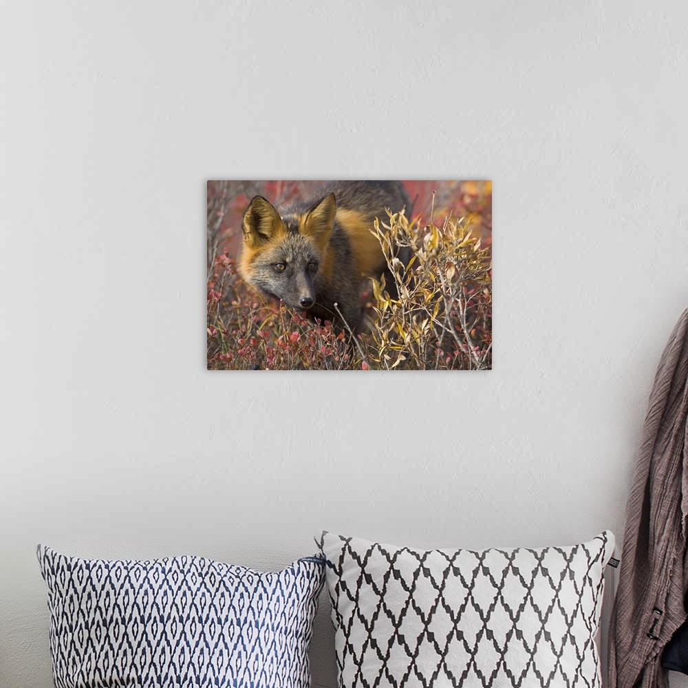 A bohemian room featuring Close up portrait of a cross fox peering through blueberry and willow shrubs in Denali National P...
