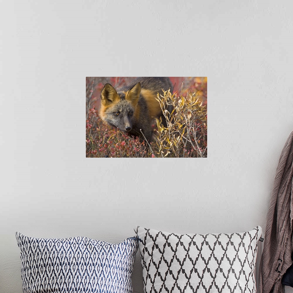 A bohemian room featuring Close up portrait of a cross fox peering through blueberry and willow shrubs in Denali National P...