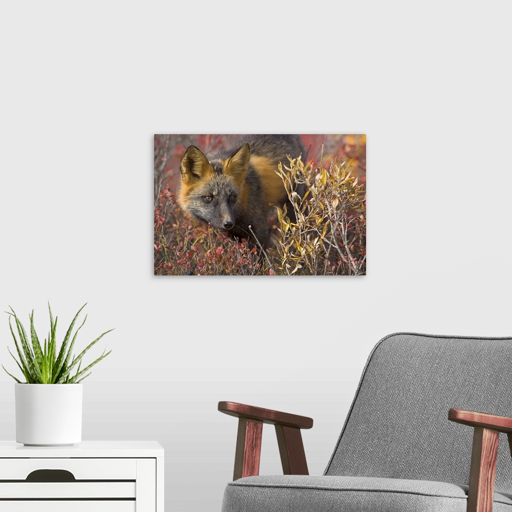 A modern room featuring Close up portrait of a cross fox peering through blueberry and willow shrubs in Denali National P...