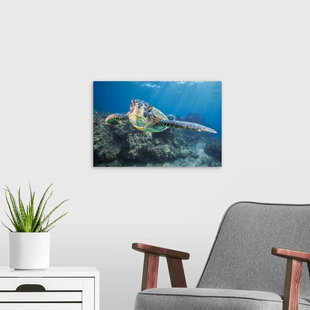 A modern room featuring Close-up portrait of a Green Sea Turtle (Chelonia mydas), an endangered species, underwater off W...
