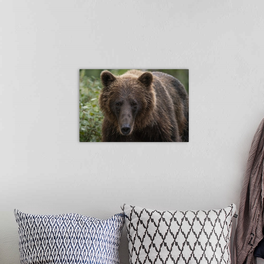 A bohemian room featuring Close-up portrait of a grizzly bear (ursus arctos horribilis). Atlin, British Columbia, Canada.