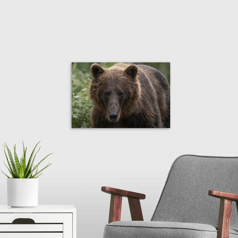 A modern room featuring Close-up portrait of a grizzly bear (ursus arctos horribilis). Atlin, British Columbia, Canada.
