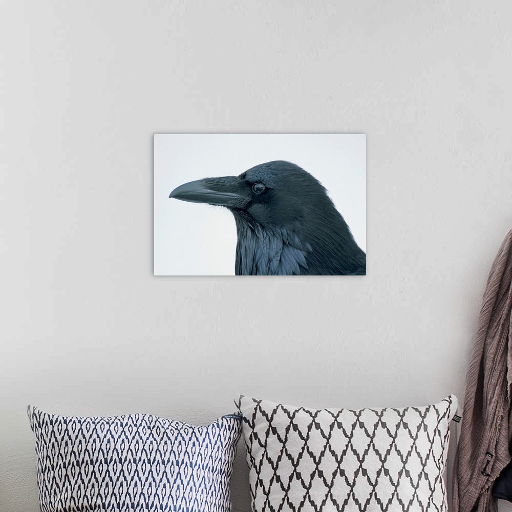 A bohemian room featuring Close-up portrait of a raven (Corvus corax), Yellowstone National Park, United States of America