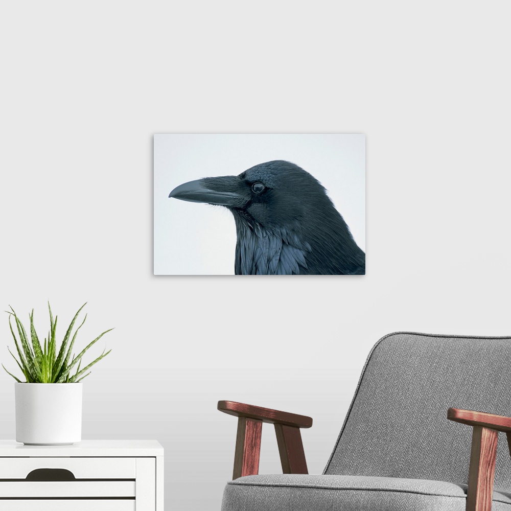 A modern room featuring Close-up portrait of a raven (Corvus corax), Yellowstone National Park, United States of America