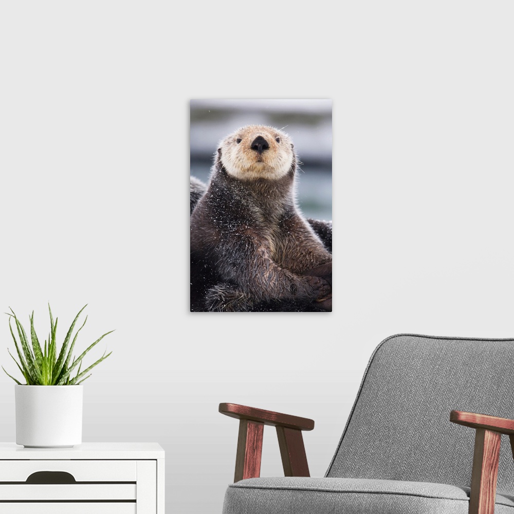 A modern room featuring Close Up Portrait Of A Sea Otter In Prince William Sound, Southcentral Alaska