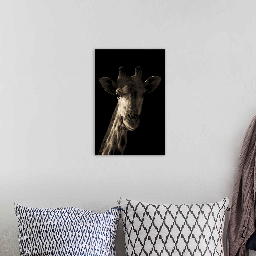 A bohemian room featuring Close-up portrait of a southern giraffe's head and neck (Giraffa giraffa) dramatically sidelit by...
