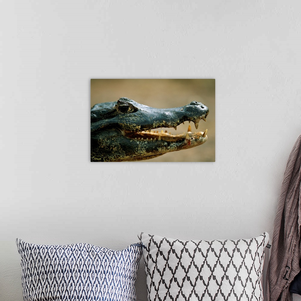 A bohemian room featuring Close-up portrait of a speckled caiman (caiman crocodilus) in the Pantanal region of Brazil. Pant...