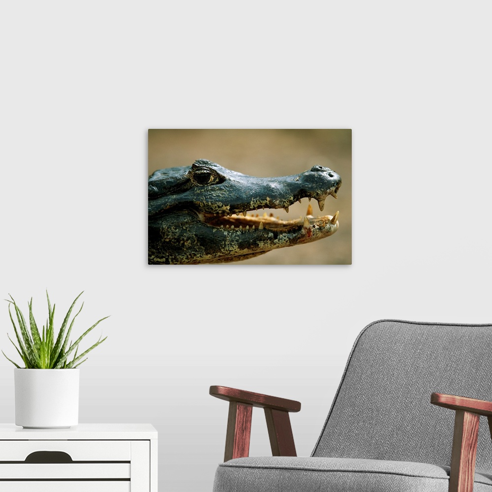 A modern room featuring Close-up portrait of a speckled caiman (caiman crocodilus) in the Pantanal region of Brazil. Pant...