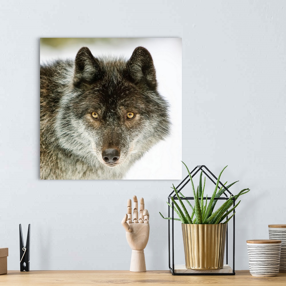 A bohemian room featuring Close-up portrait of a wolf (canis lupus) looking into the camera. Golden, British Columbia, Canada.