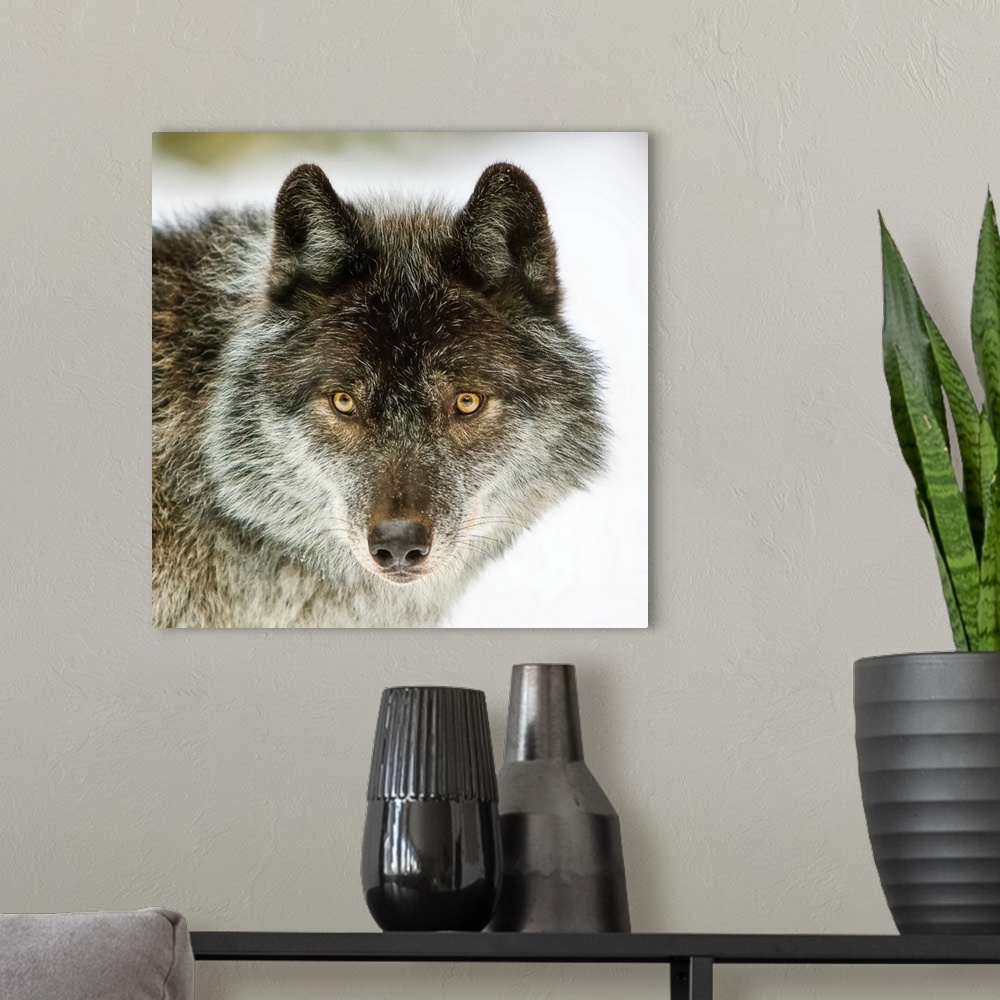 A modern room featuring Close-up portrait of a wolf (canis lupus) looking into the camera. Golden, British Columbia, Canada.