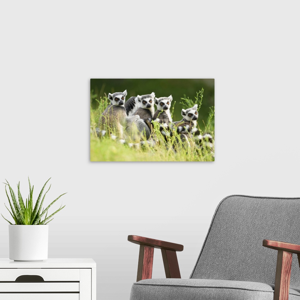 A modern room featuring Close-up Portrait of Four Ring-tailed Lemurs (Lemur catta) sitting in Meadow in summer, Zoo Augsb...