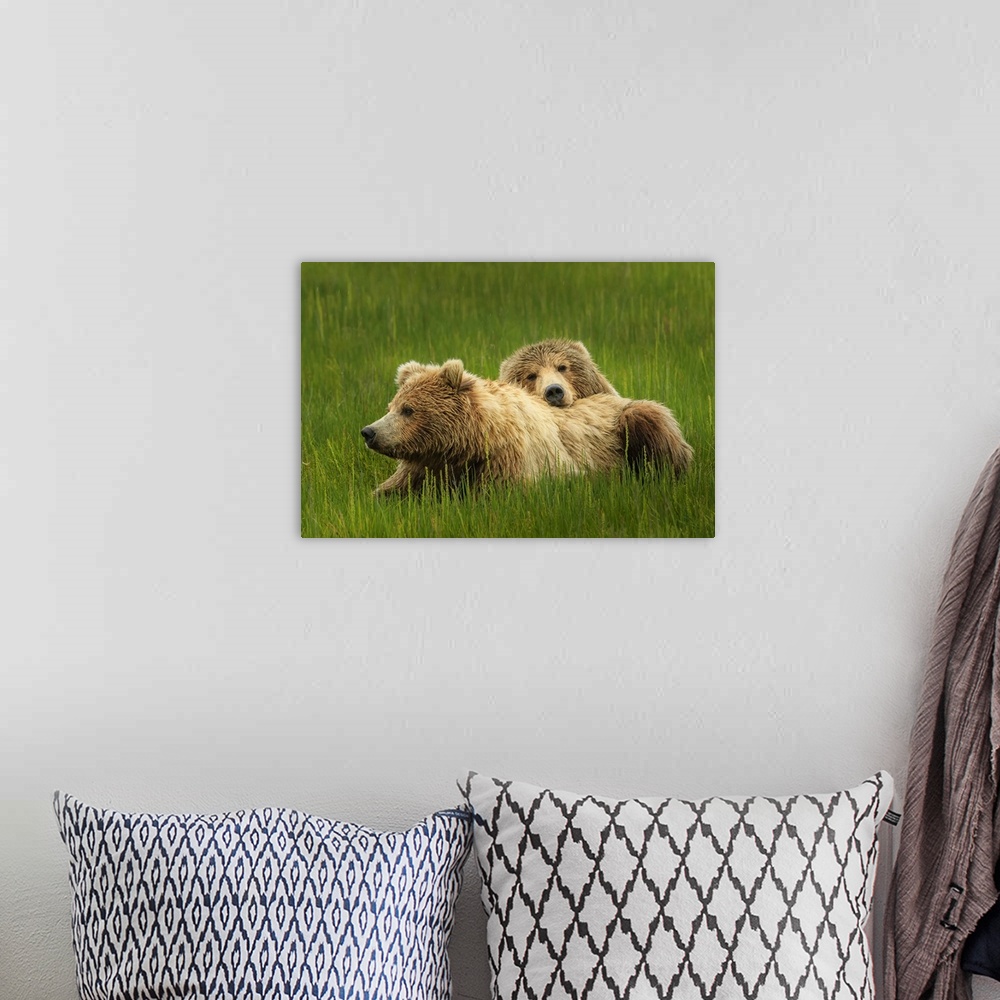 A bohemian room featuring Close-up portrait of two brown bears (Ursus arctos horribilis) relaxing in the grass at Silver Sa...