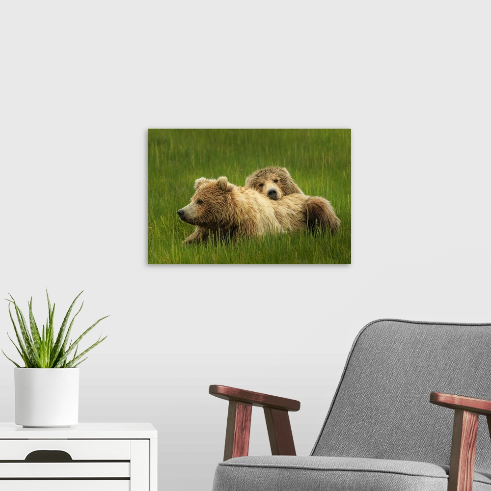 A modern room featuring Close-up portrait of two brown bears (Ursus arctos horribilis) relaxing in the grass at Silver Sa...