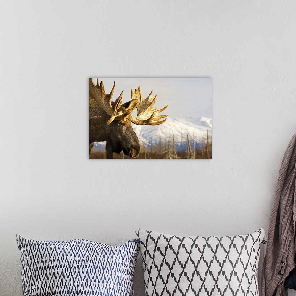 A bohemian room featuring Up-close photograph of moose with snow covered mountains in the background.