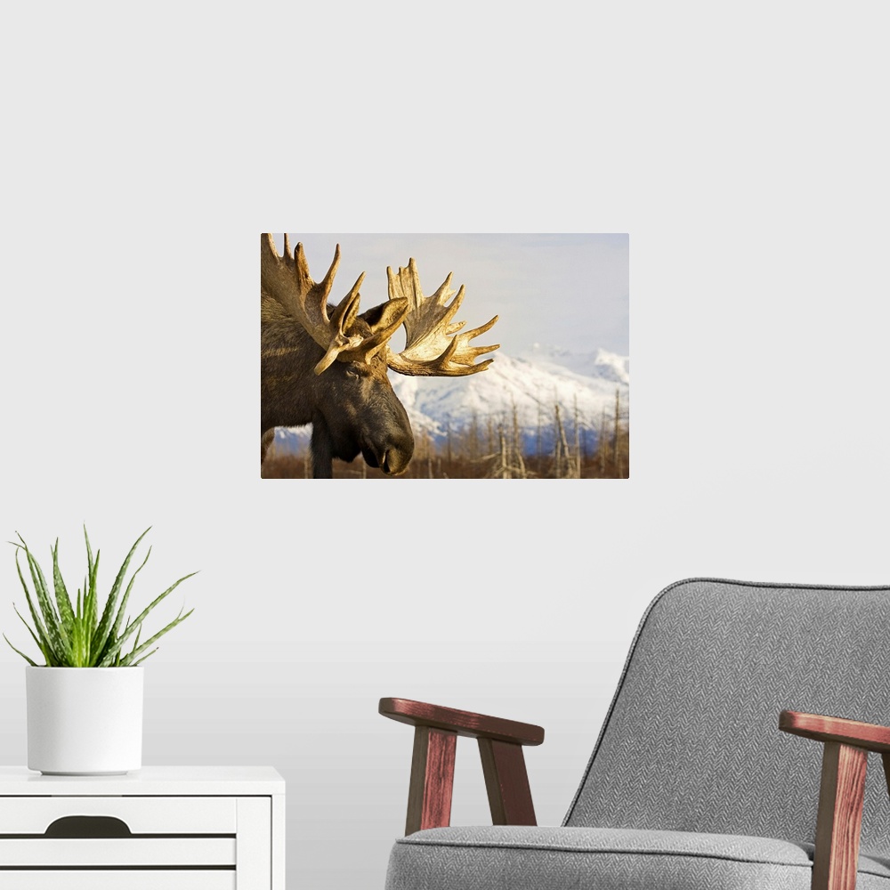 A modern room featuring Up-close photograph of moose with snow covered mountains in the background.