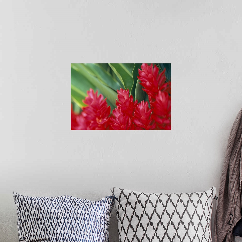 A bohemian room featuring Close-Up Soft Focus, Petals Of Red Ginger, Green Leaves Background