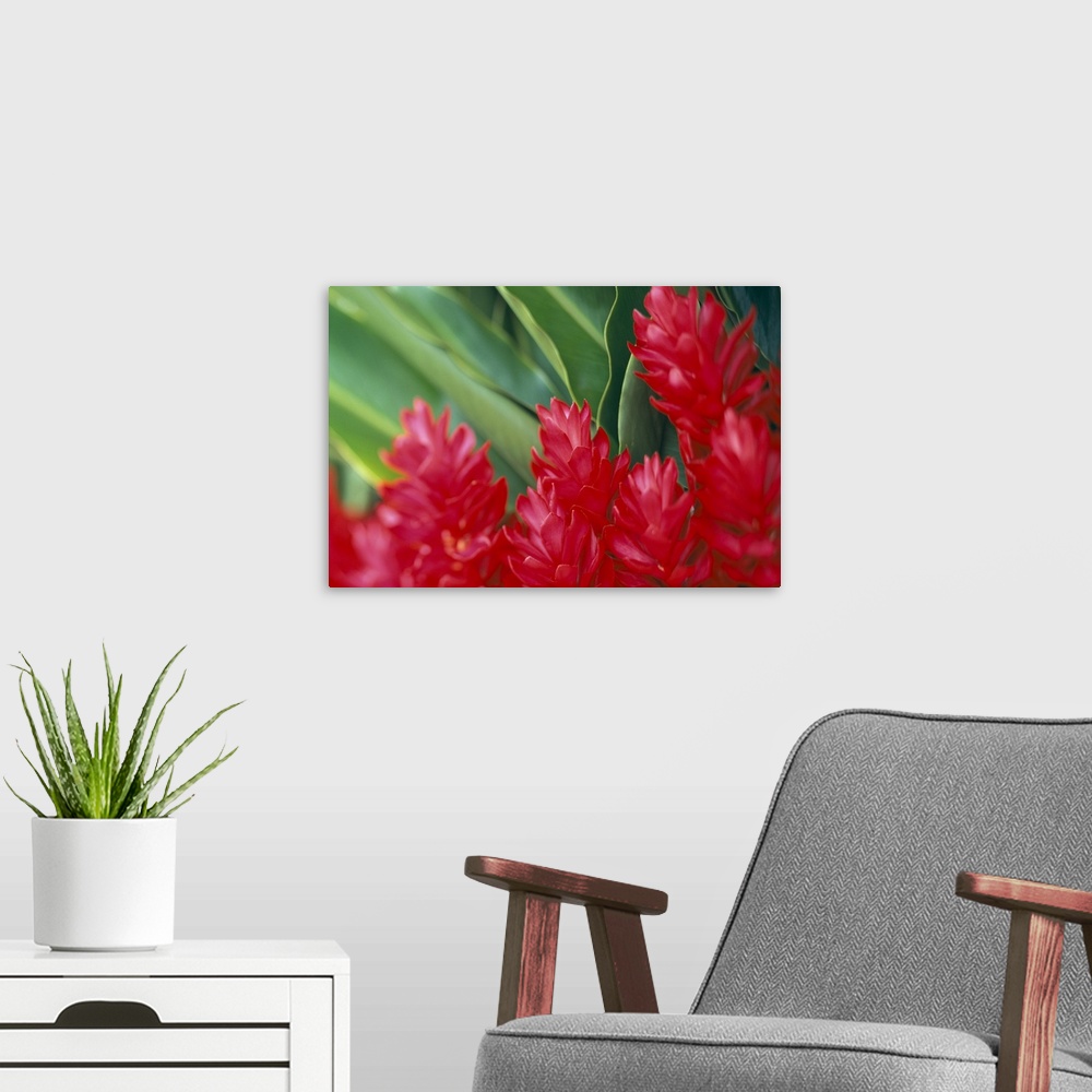 A modern room featuring Close-Up Soft Focus, Petals Of Red Ginger, Green Leaves Background