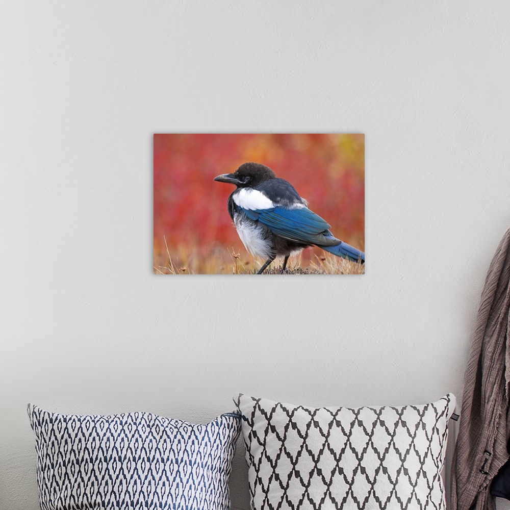 A bohemian room featuring Close up view of a Black-Billed Magpie standing in the fall tundra with red foliage background ne...