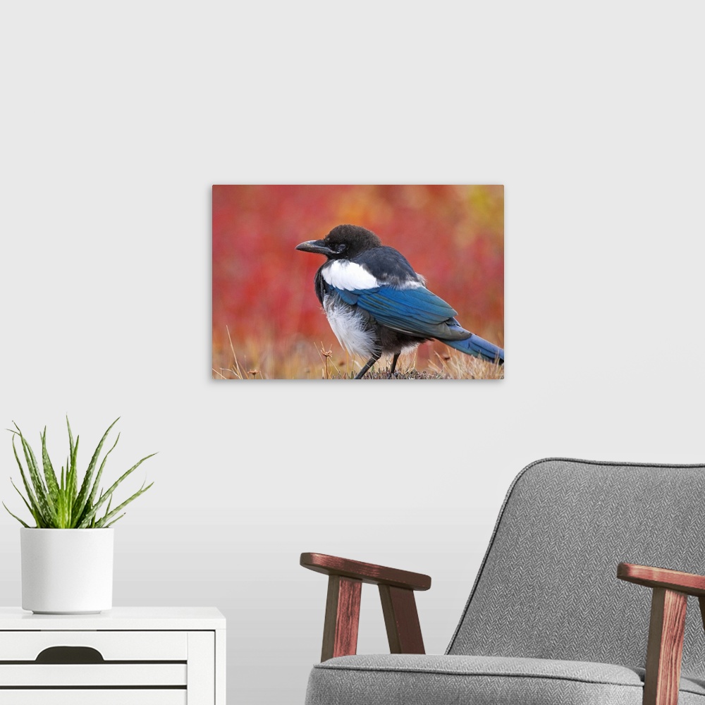 A modern room featuring Close up view of a Black-Billed Magpie standing in the fall tundra with red foliage background ne...