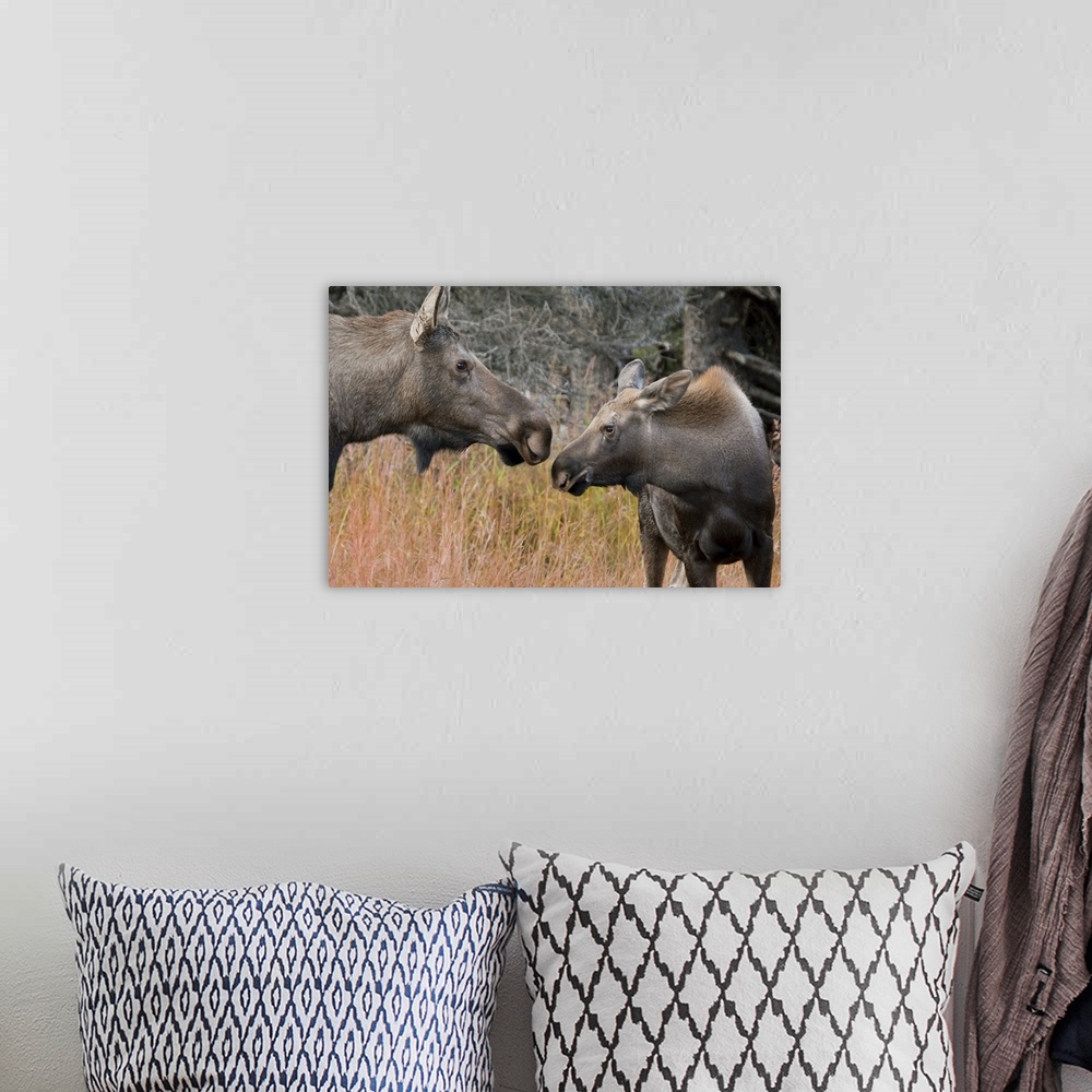 A bohemian room featuring Close up view of a cow moose and calf in the Chugach Mountains, near Anchorage, Southcentral Alas...