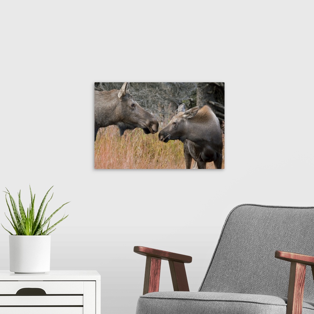 A modern room featuring Close up view of a cow moose and calf in the Chugach Mountains, near Anchorage, Southcentral Alas...
