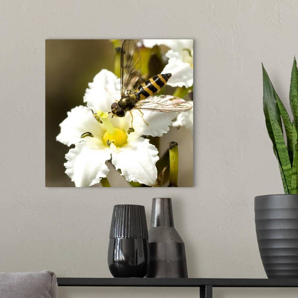 A modern room featuring Close up view of a Yellow Jacket sitting on a Deer Cabbage flower, Squire Island in Prince Willia...