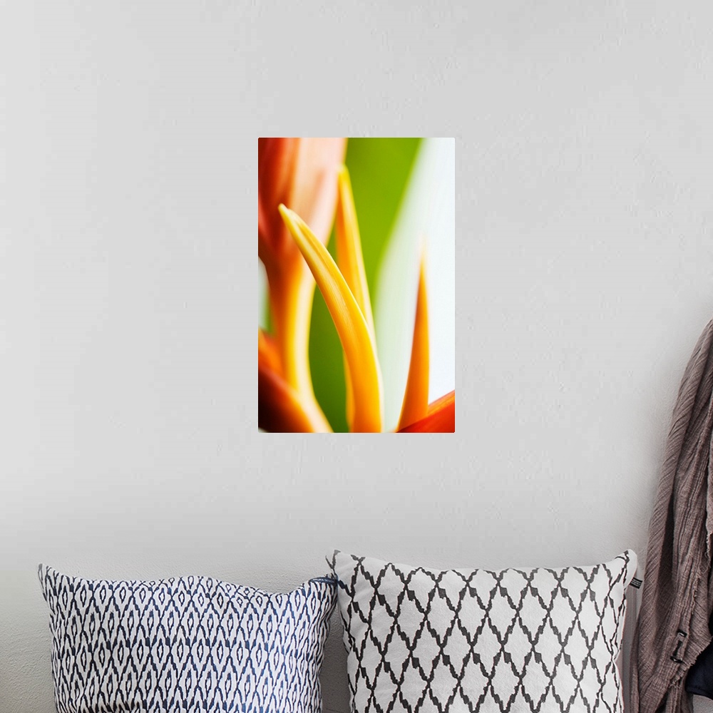 A bohemian room featuring Close-Up View Of Heliconia