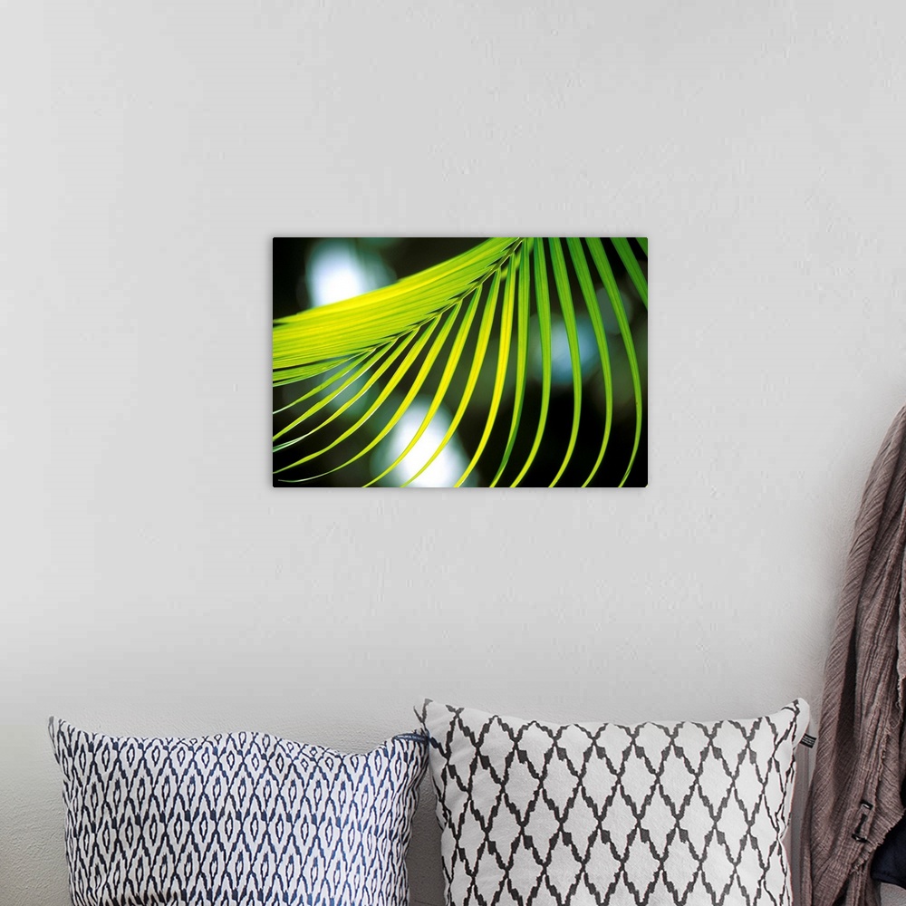 A bohemian room featuring Close-Up View Of Palm Leaf, Hanging From Tree, Blurry Background