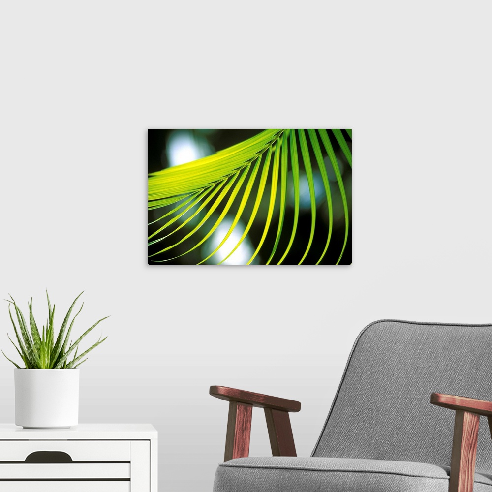A modern room featuring Close-Up View Of Palm Leaf, Hanging From Tree, Blurry Background