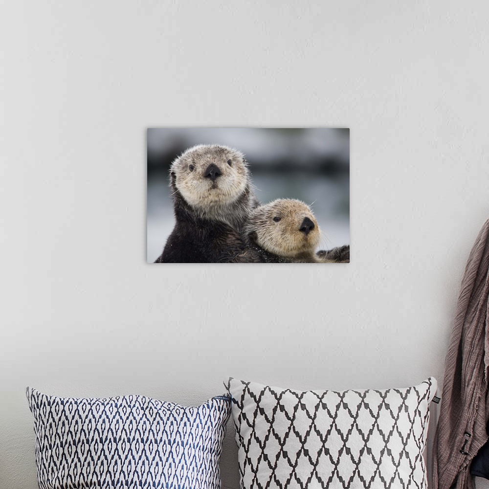 A bohemian room featuring Close up view of Sea Otters huddled together, Prince William Sound, Southcentral Alaska, Winter