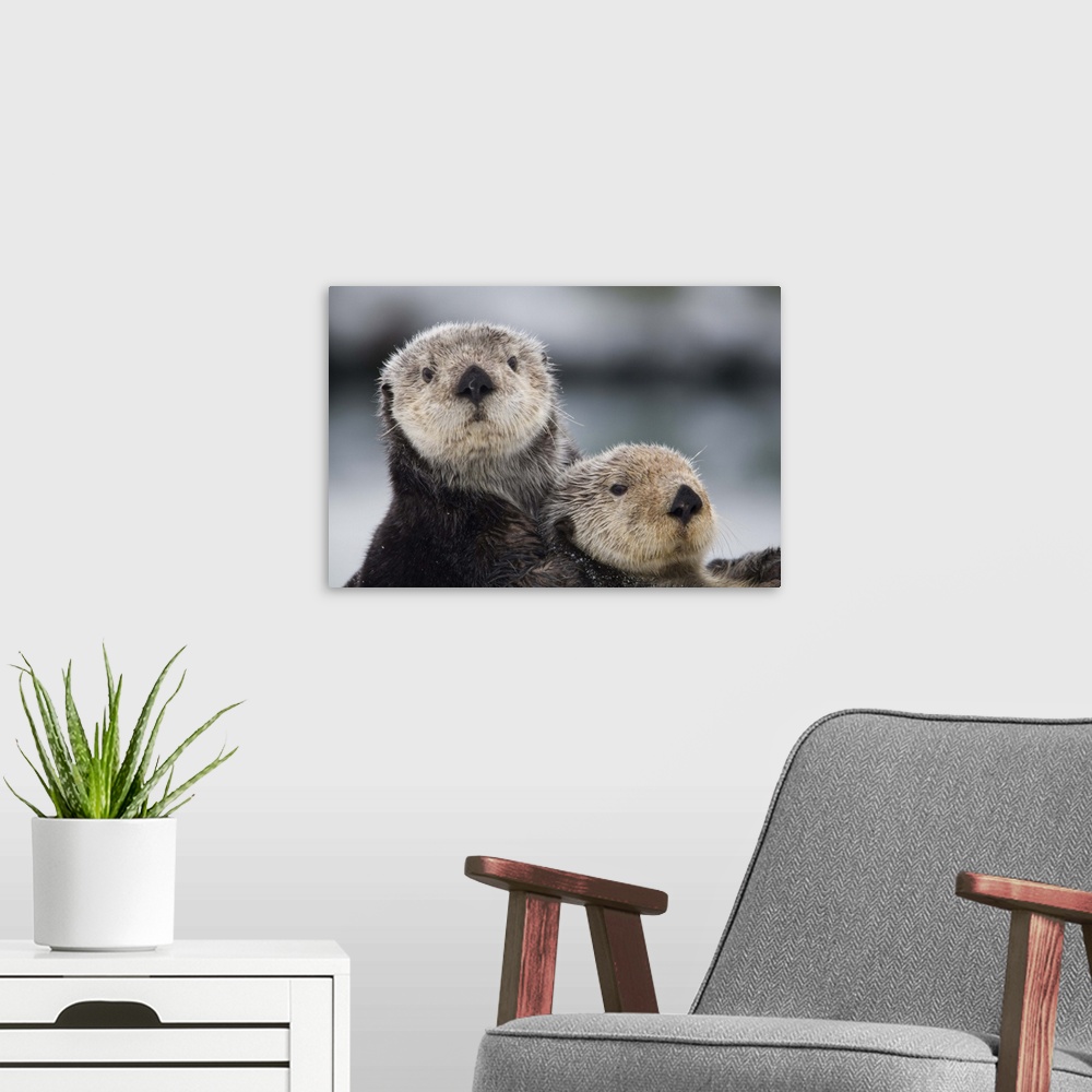 A modern room featuring Close up view of Sea Otters huddled together, Prince William Sound, Southcentral Alaska, Winter