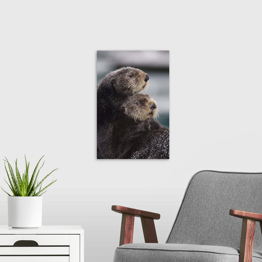 A modern room featuring Close up view of Sea Otters huddled together, Prince William Sound, Southcentral Alaska, Winter