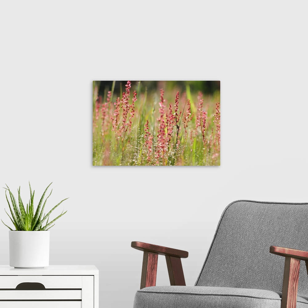 A modern room featuring Close view of flowering sheep sorrel and grasses. Assateague Island, Assateague Island National S...