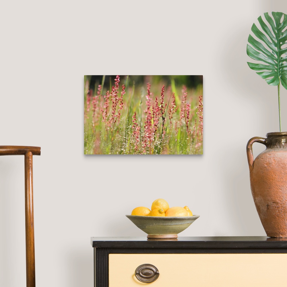 A traditional room featuring Close view of flowering sheep sorrel and grasses. Assateague Island, Assateague Island National S...