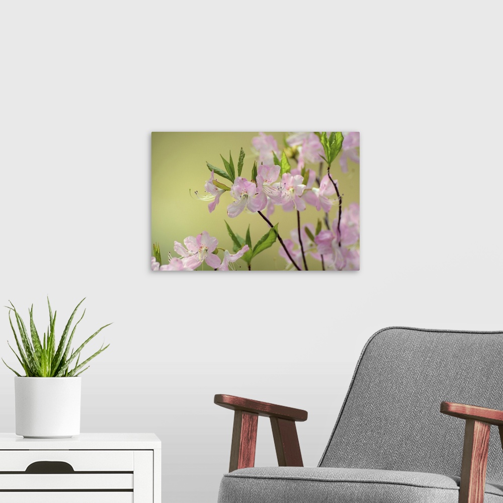 A modern room featuring Close view of pink azalea branches, Rhododendron species. Cambridge, Massachusetts.