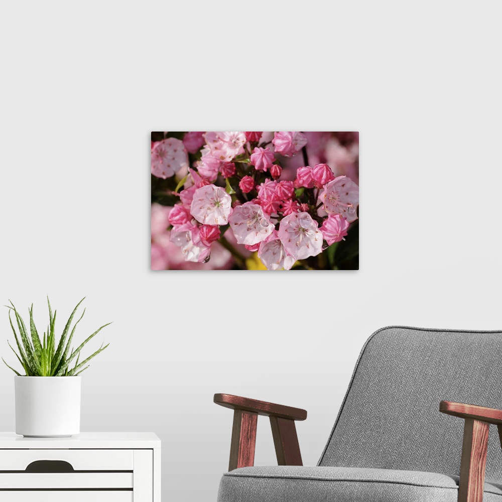 A modern room featuring Close view of pink mountain laurel flowers after a rain. Arlington, Massachusetts.