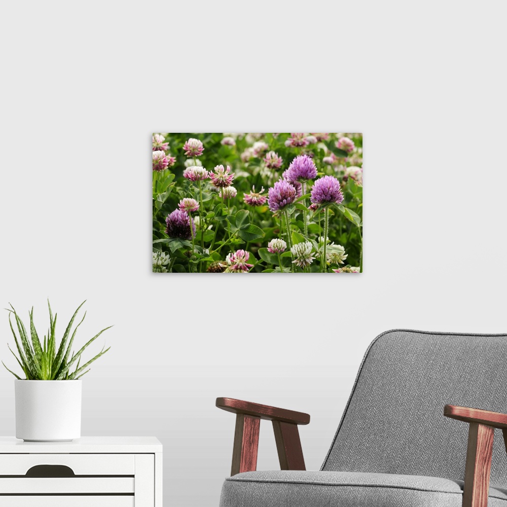 A modern room featuring Close view of red and white clover in bloom. Arlington, Massachusetts.