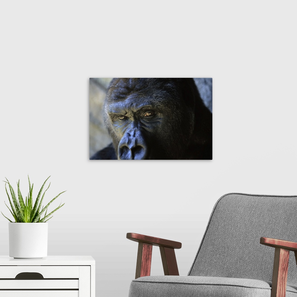A modern room featuring Close view of the face a gorilla (gorilla gorilla). Florida, united states of America.