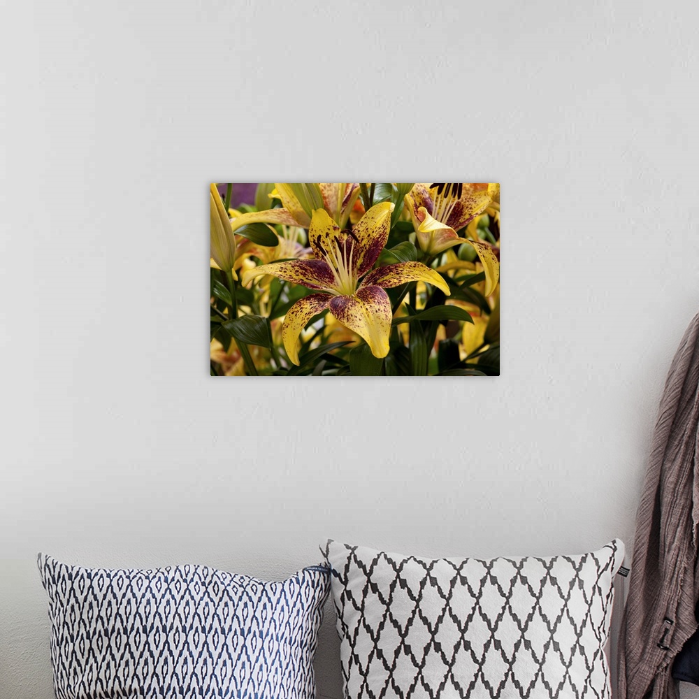 A bohemian room featuring Close view of yellow lilies with red spots. Longwood Gardens, Pennsylvania.