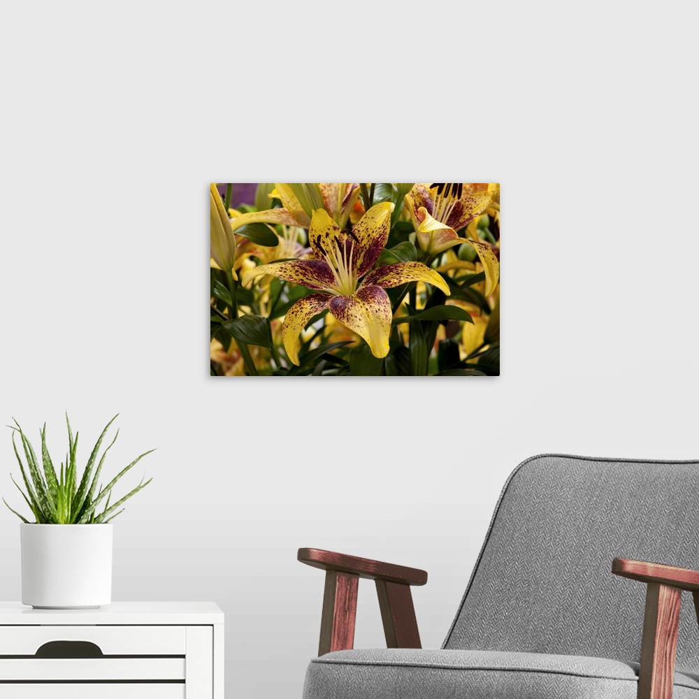 A modern room featuring Close view of yellow lilies with red spots. Longwood Gardens, Pennsylvania.