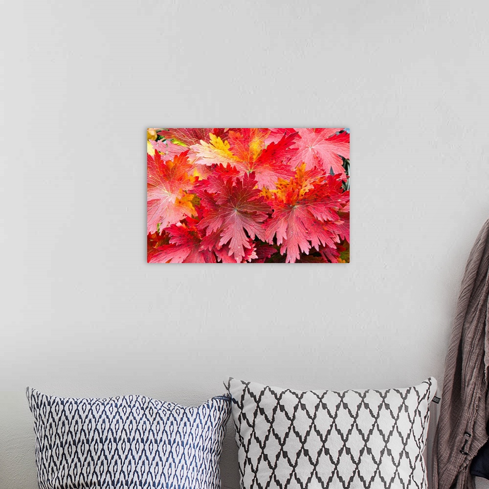 A bohemian room featuring Photographic print of a close-up of bright warm fall leaves.