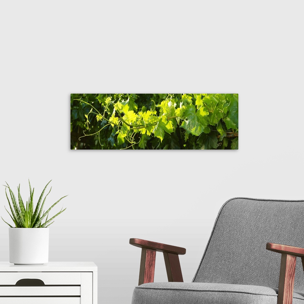 A modern room featuring Closeup of a backlit grapevine cane showing midsummer foliage growth