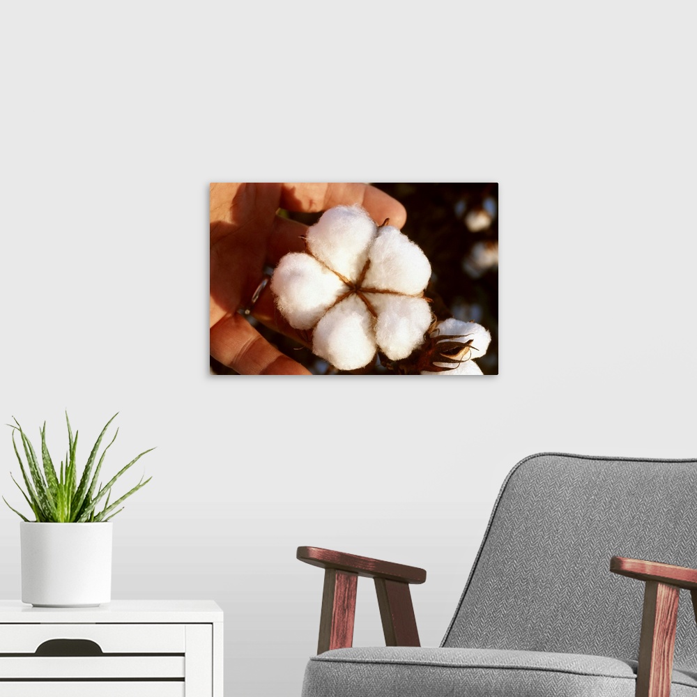 A modern room featuring Closeup of a mature open 5-lock cotton boll that is ready for harvest