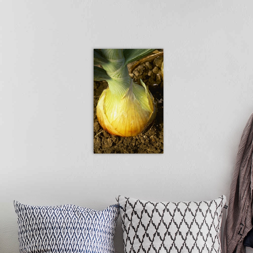 A bohemian room featuring Closeup of a maturing ripe yellow onion in the ground